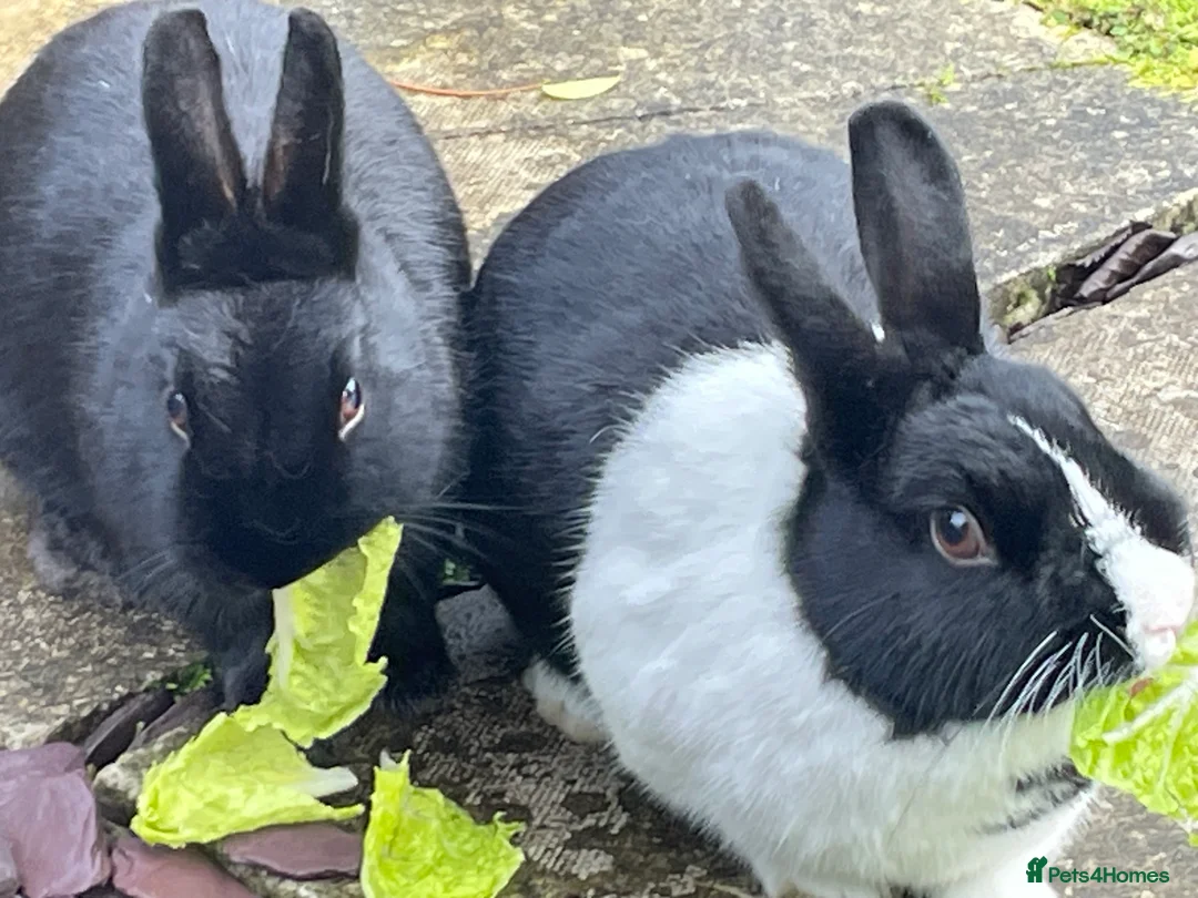 Dutch rabbits for sale: 2 rabbits for re-homing  - Advert 2