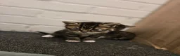 Mixed Breed cats for sale: 💖 Gorgeous British Shorthair Mix Kittens –  🐾 in Peterborough - Advert 27