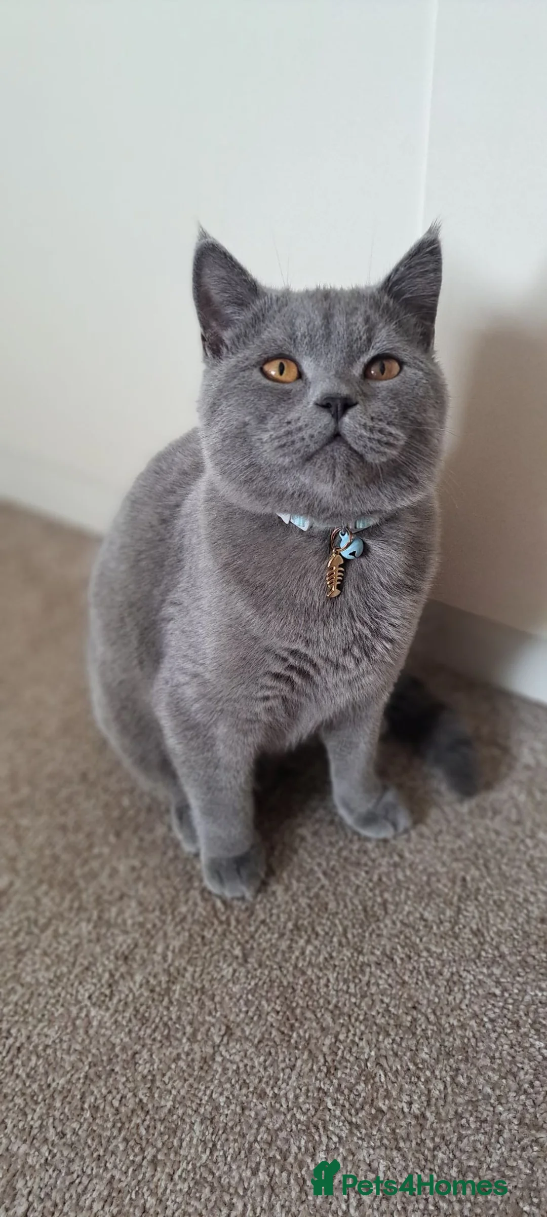 Scottish Fold cats for sale: Scotish fold & british straignt kittens  in Melton Mowbray - Advert 16