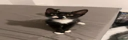 Domestic Shorthair cats for sale: 4 beautiful baby’s ready for there home - Advert 6