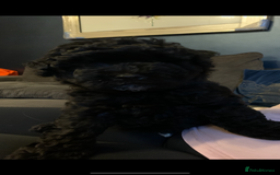 Schnoodle dogs for sale: LAst GIRL REDUCED READY NOW  - Image 37