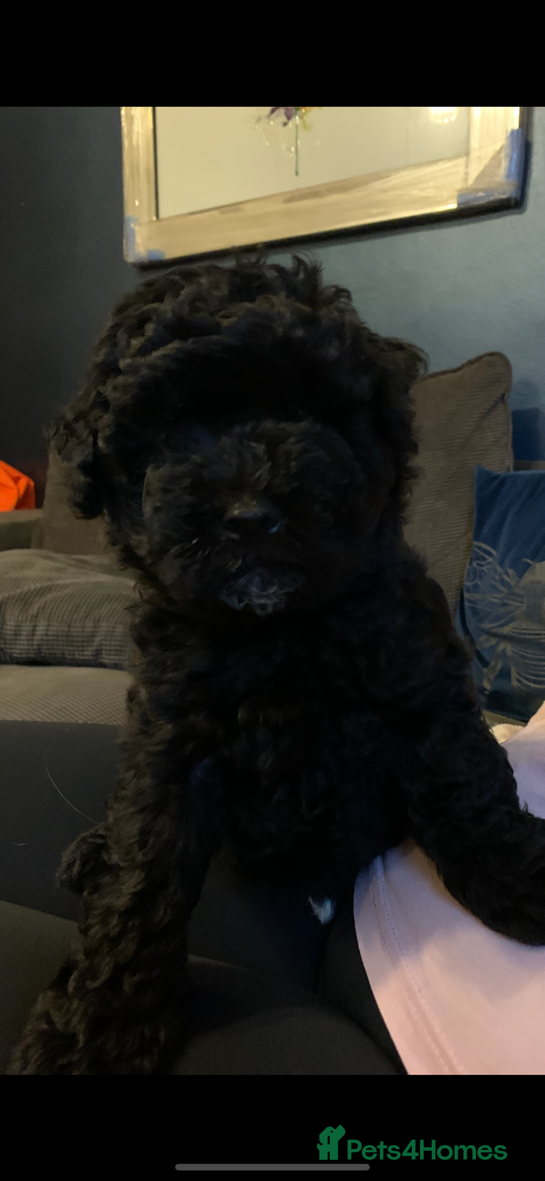 Schnoodle dogs for sale: LAst GIRL REDUCED READY NOW  - Image 37