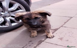 German Shepherd dogs for sale: German shepherd bitch  - Image 3