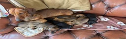 Dachshund dogs for sale: KC Registered Standard Dachshunds  - Advert 5