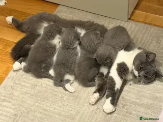 British Shorthair cats adorable british shorthair babies - 2boys & 2girls - Advert 1