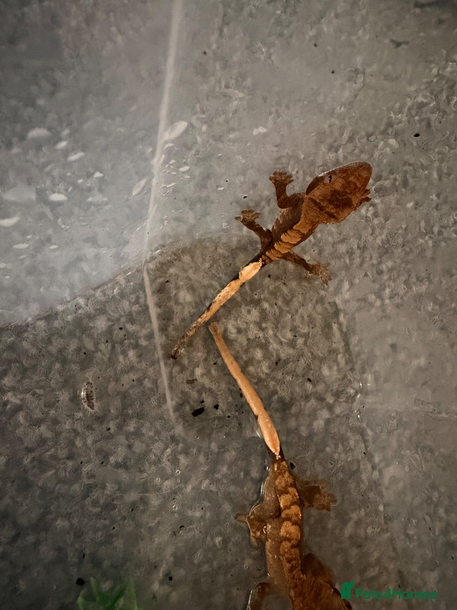 Gecko reptiles Baby crested geckos - Advert 1