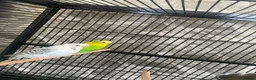 Budgerigars birds for sale: Pair of budgies in Birmingham - Advert 2