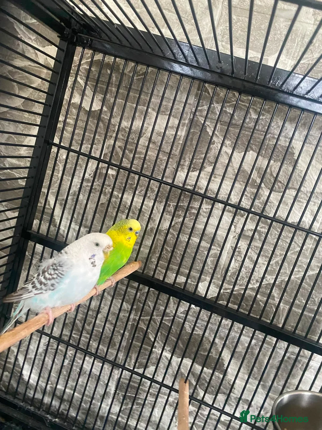 Budgerigars birds for sale: Pair of budgies in Birmingham - Advert 2