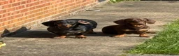 Dachshund dogs for sale: Dachshunds for sale - Advert 14