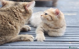 British Shorthair cats for sale: Tica reg Golden Shaded British shorthair kittens. - Image 14