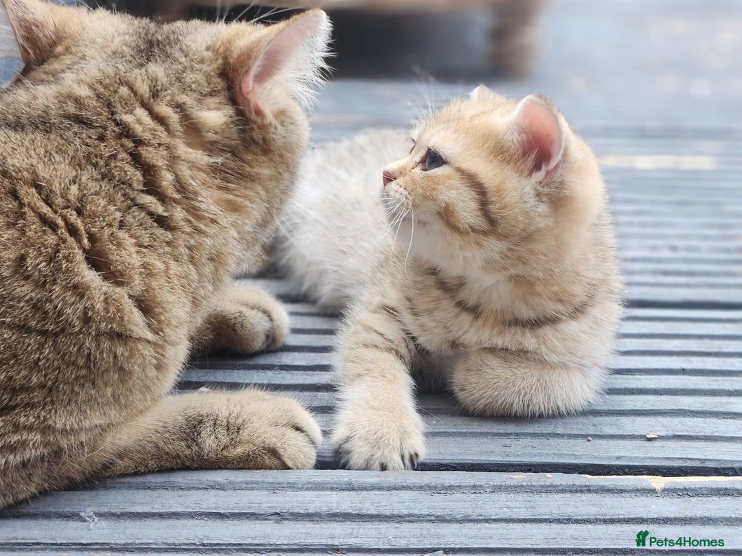 British Shorthair cats for sale: Tica reg Golden Shaded British shorthair kittens. - Image 14