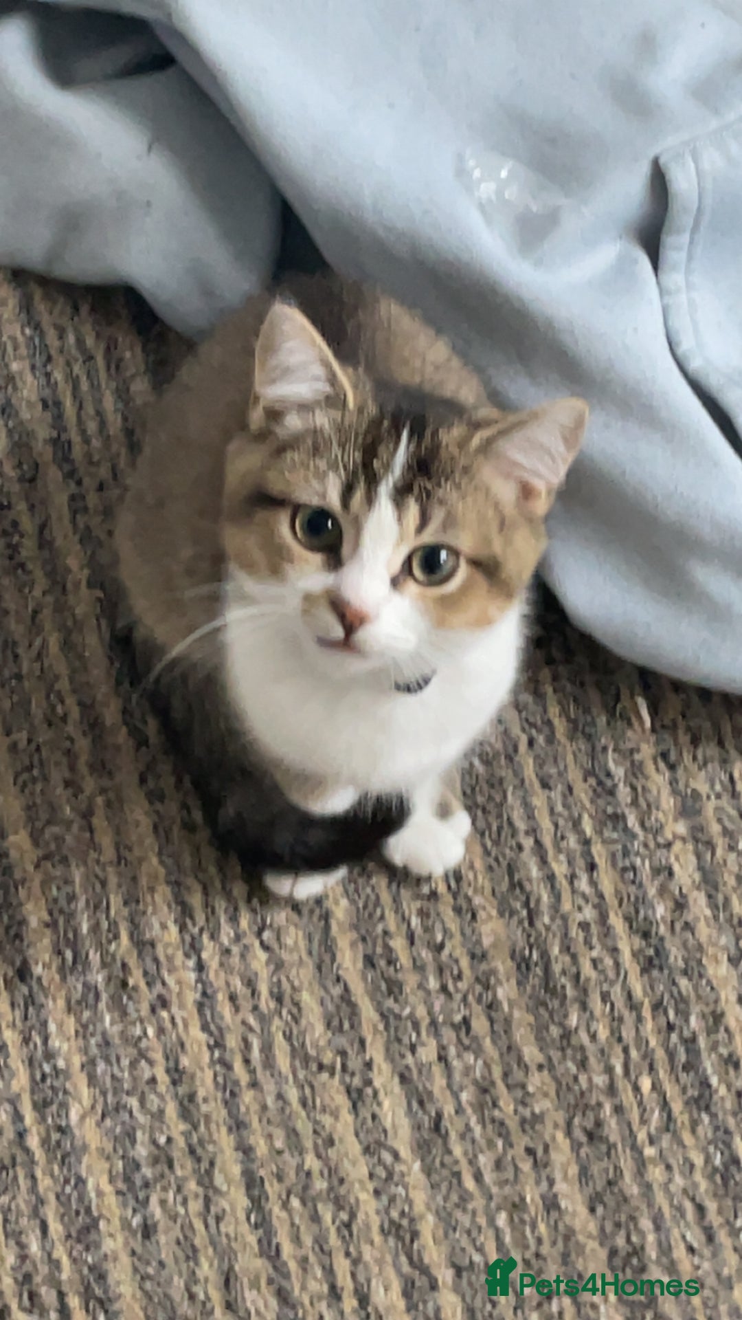 British Shorthair cats for sale: British short hair - Image 4