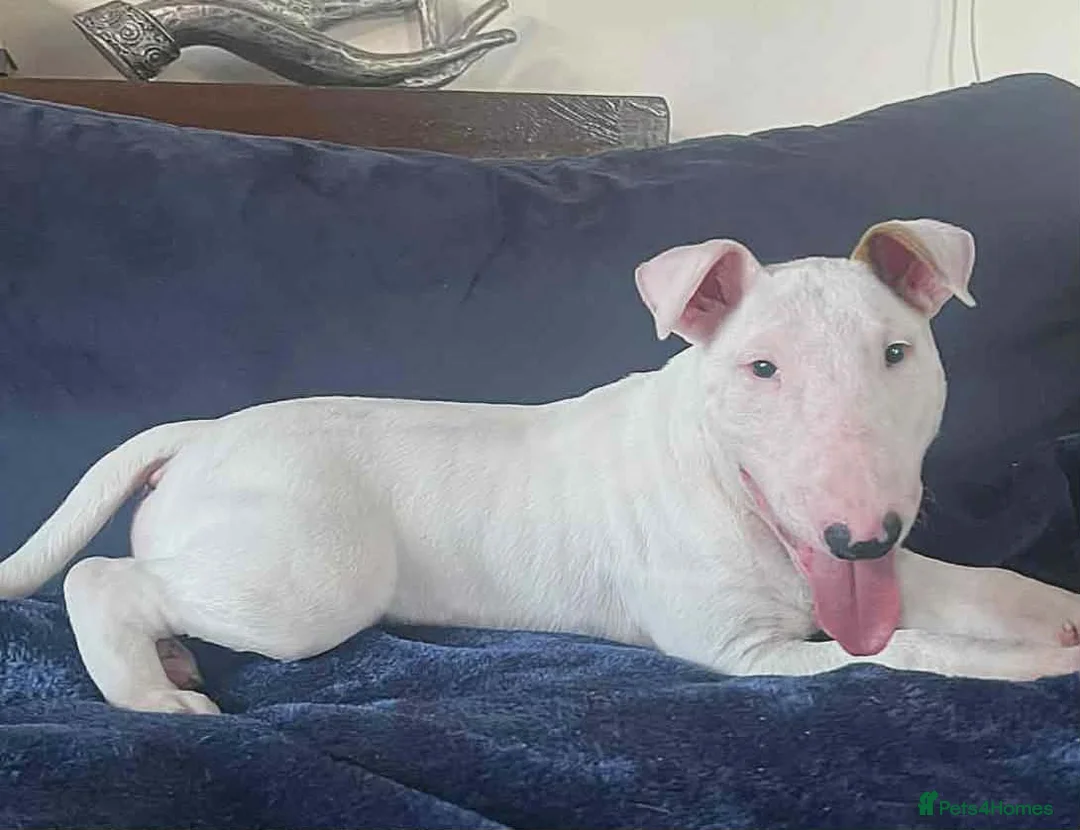 English Bull Terrier dogs for sale: Outstanding standard Bull terrier boys available  - Advert 2