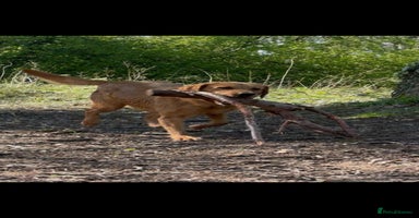 Goldador dogs - Advert 6