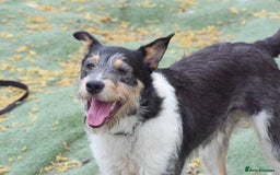 Fox Terrier dogs for adoption: Rex - fox terrier mix - Image 6