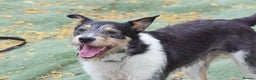 Fox Terrier dogs for adoption: Rex - fox terrier mix - Advert 8