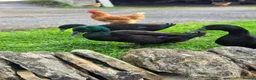 Ducks poultry for sale: Cayuga Ducks in Durham - Advert 7