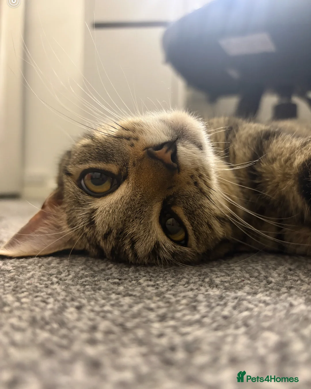 Mixed Breed cats for sale: Kittens for a lovely home in Milton Keynes - Advert 2