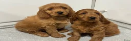 Cockapoo dogs for sale: BEAUTIUFL MIXED LITTER OF F1 COCKERPOOS - Advert 2