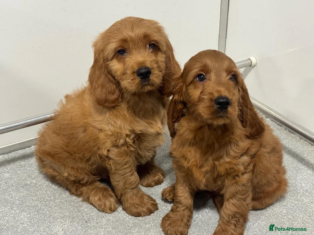 Cockapoo dogs for sale: BEAUTIUFL MIXED LITTER OF F1 COCKERPOOS - Advert 2