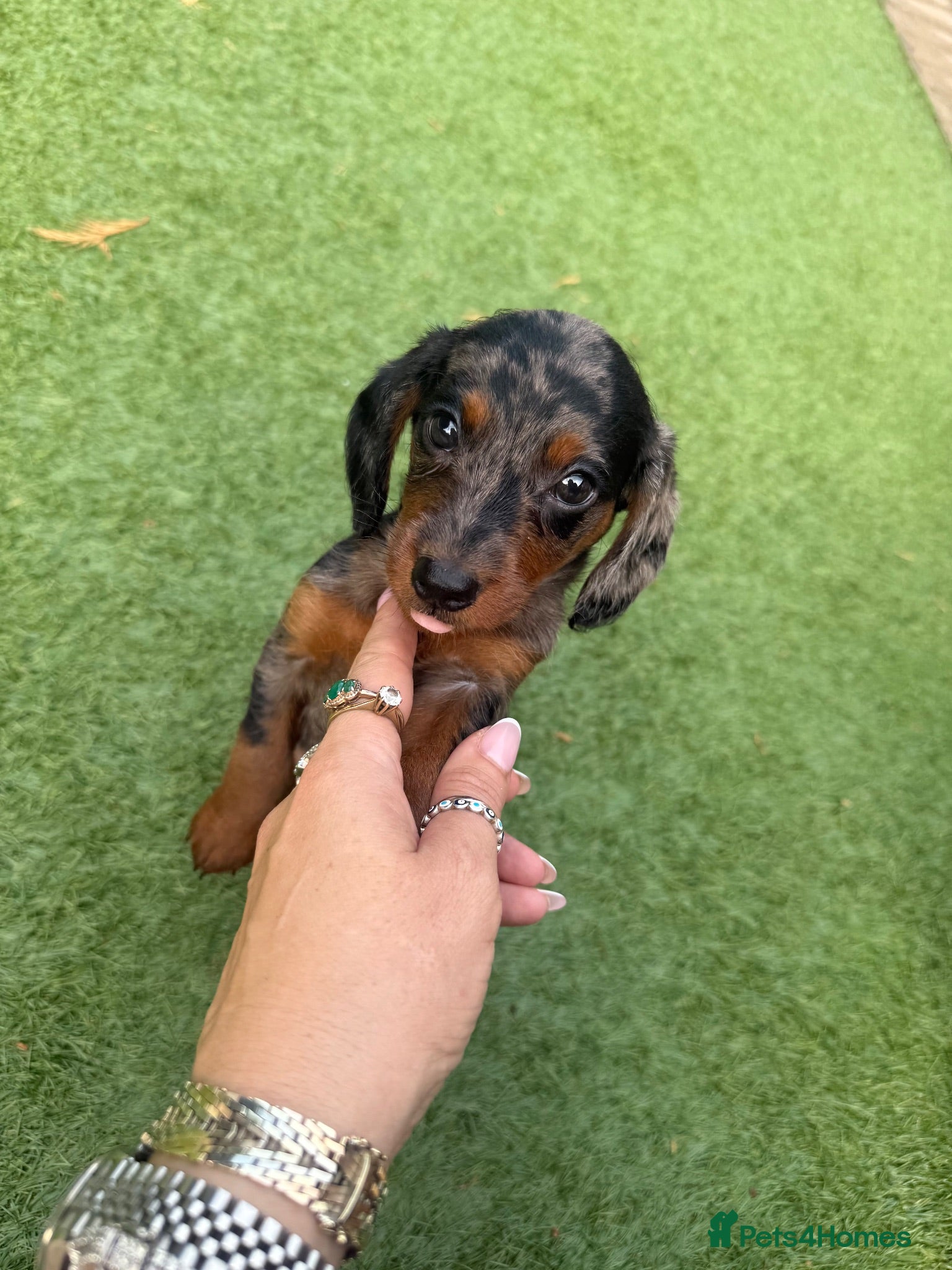 Doxiepoo dogs ✨ Beautiful Doxiepoo Puppies dapple 🐾🤎🖤 - Advert 2