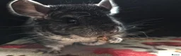 Chinchilla rodents for sale: A verity of Chinchillas rpa/rpac - Advert 21