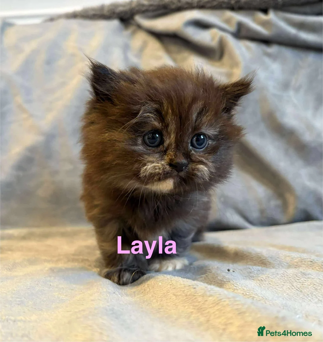 Persian cats for sale: **SOLD** Stunning litter of five female Perdolls - Advert 1