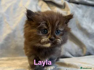 Persian cats **SOLD** Stunning litter of five female Perdolls - Advert 14