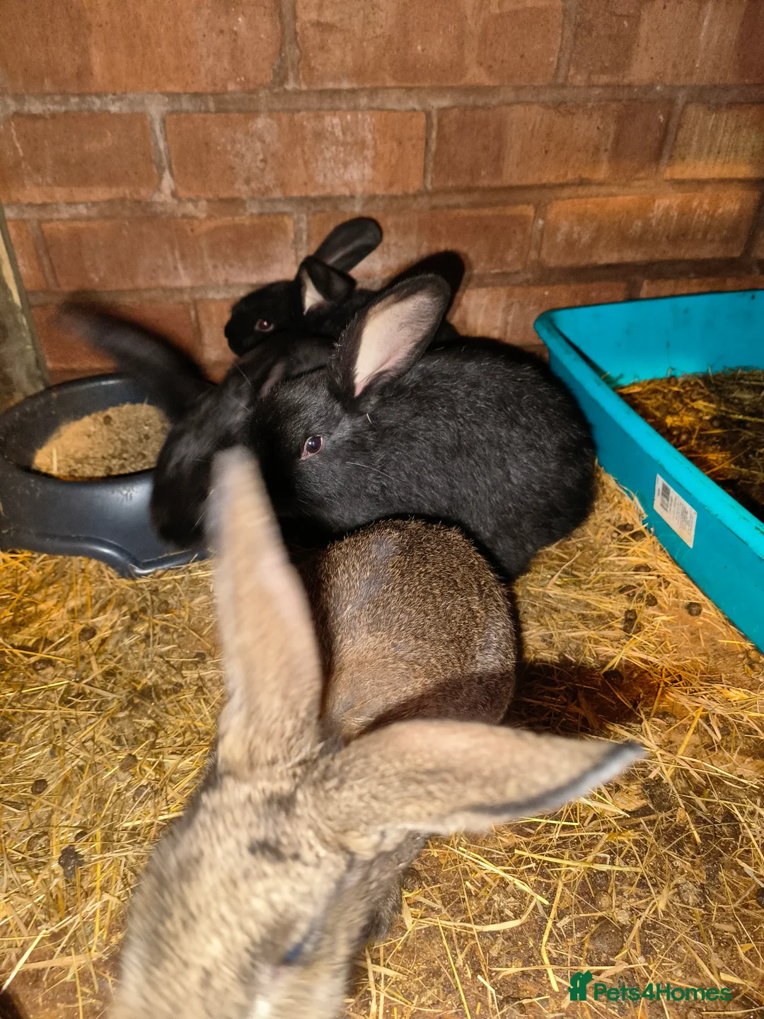 Mini Lop rabbits for sale: Mini lop plus mini rex  - Advert 2