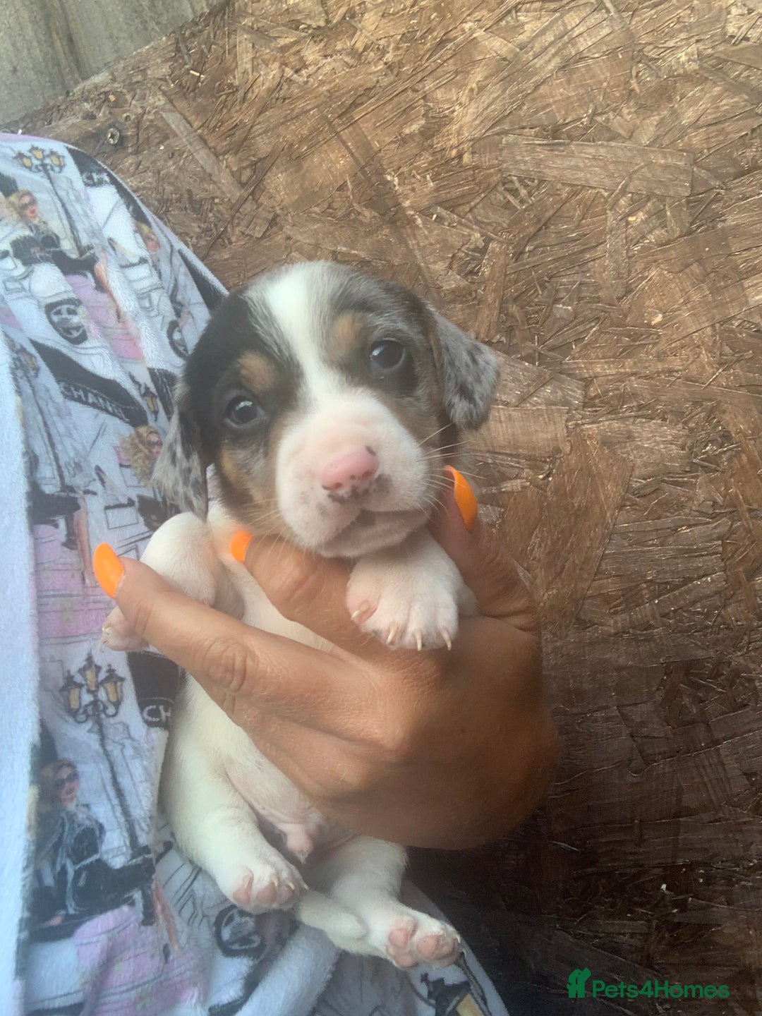 Jack Russell dogs for sale: Beautiful jack Russell puppies  - Image 7