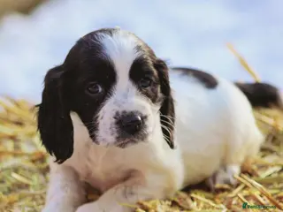 Cocker Spaniel dogs Female cocker spaniel - Advert 3