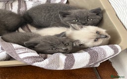 British Shorthair cats for sale: Gorgeous British shorthaired kittens - Image 14
