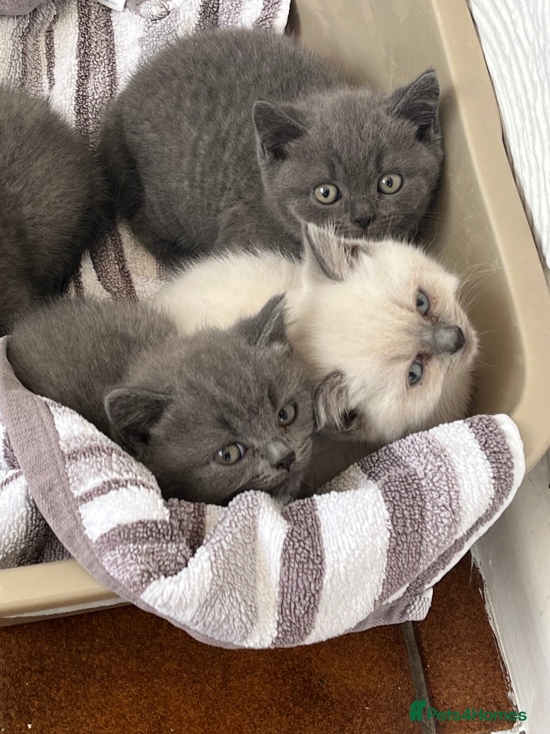 British Shorthair cats for sale: Gorgeous British shorthaired kittens - Image 14