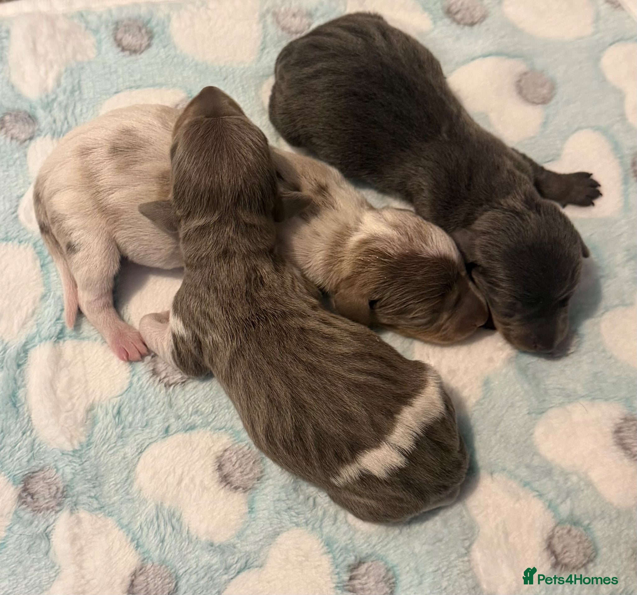 Dachshund dogs ✨🐾Exceptional Dachshund Puppies-Rare Colours🐾✨ - Advert 3