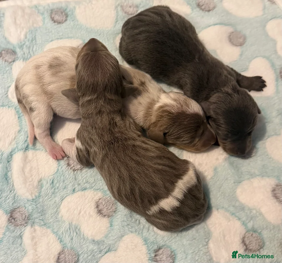 Dachshund dogs for sale: ✨🐾Exceptional Dachshund Puppies-Rare Colours🐾✨ in Chorley - Advert 1