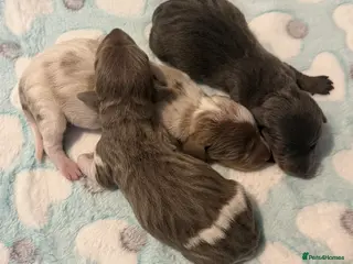 Dachshund dogs ✨🐾Exceptional Dachshund Puppies-Rare Colours🐾✨ - Advert 3