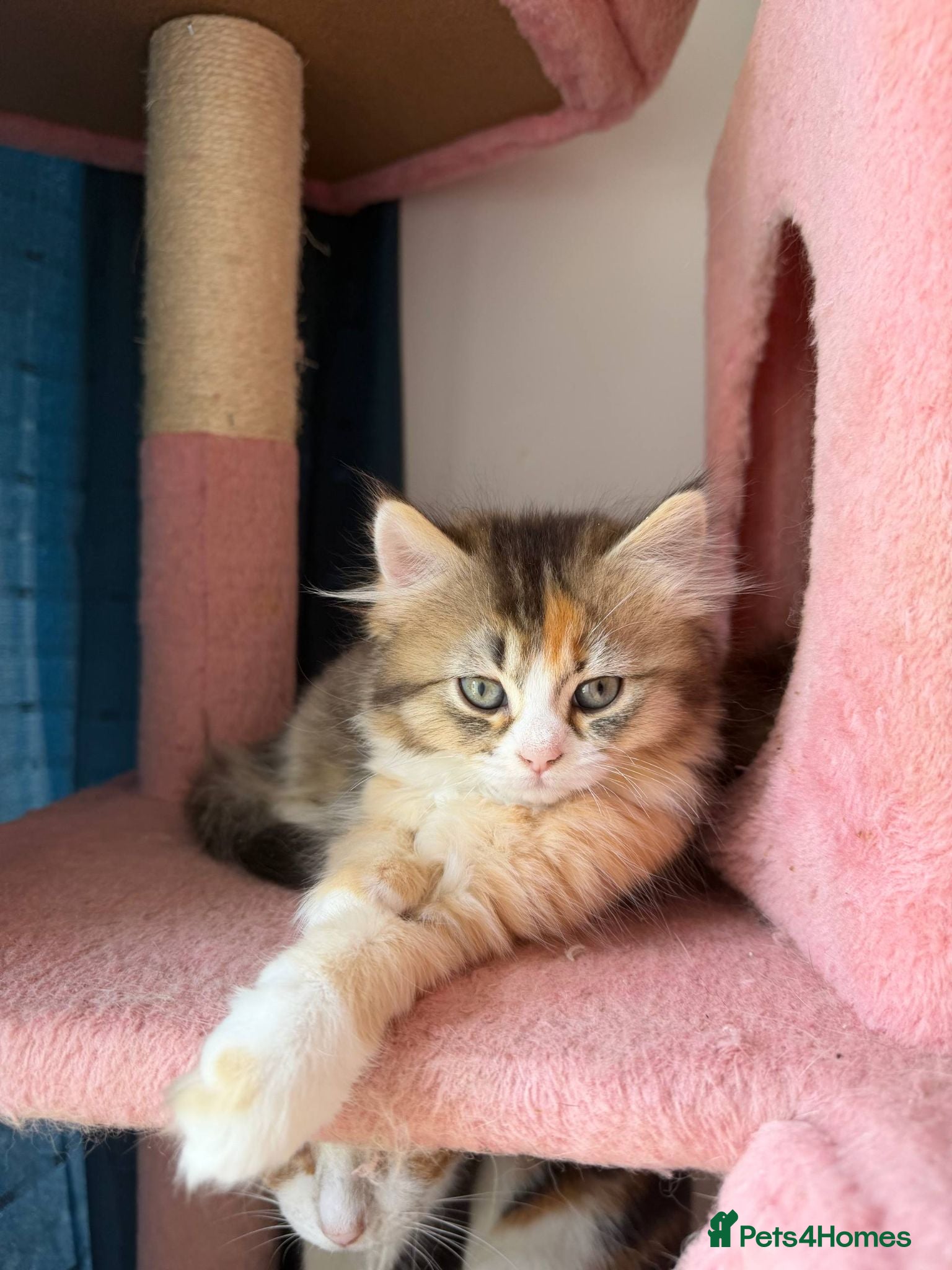 British Longhair cats 5 kittens ready for new family negotiate available - Advert 1