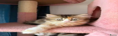 British Longhair 4
