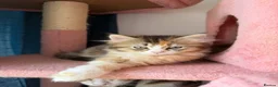 British Longhair cats for sale: 5 kittens ready for new family negotiate available - Advert 1