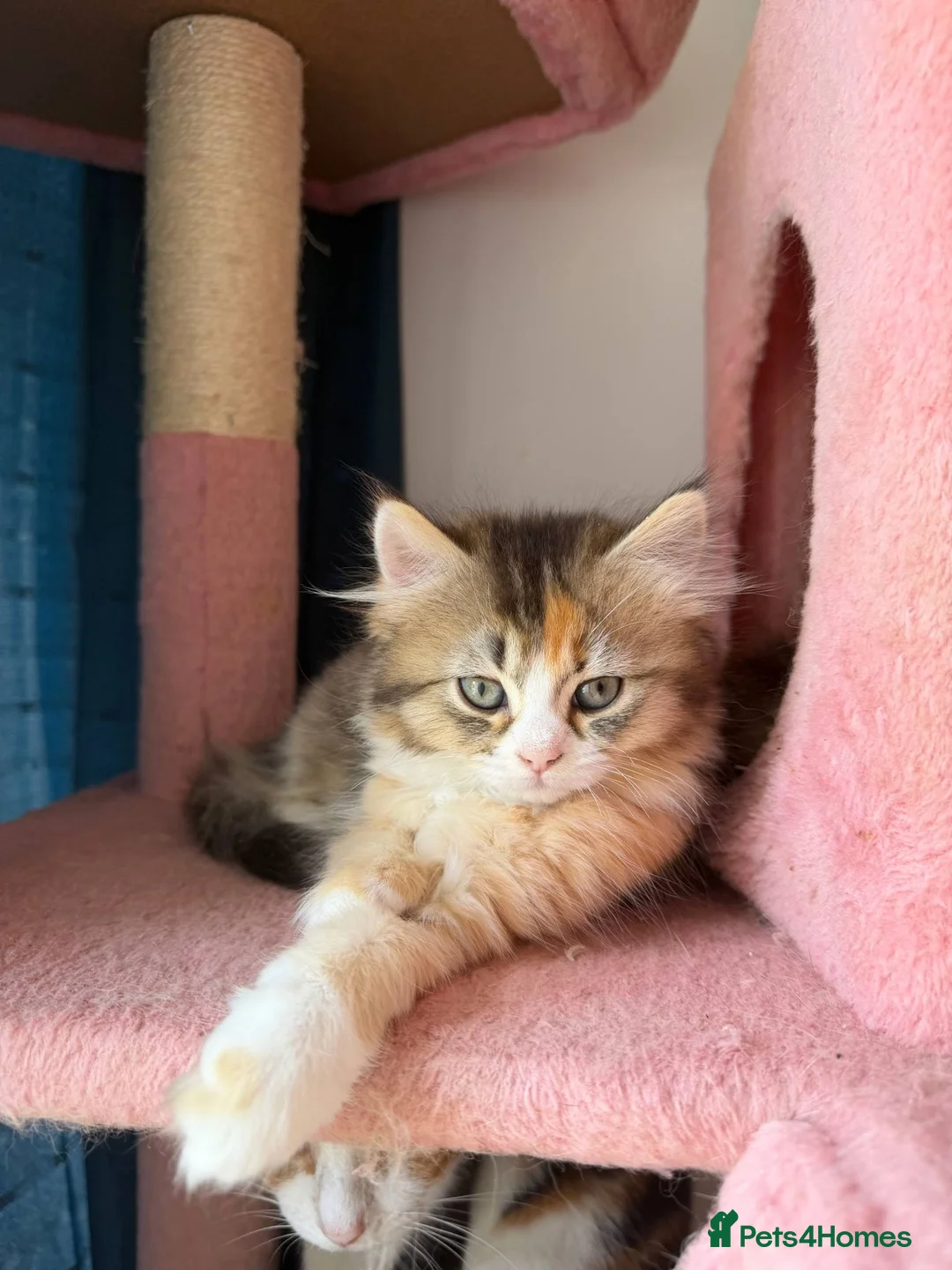 British Longhair cats for sale: 5 kittens ready for new family negotiate available - Advert 1