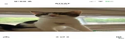Domestic Shorthair cats for sale: Male and female cat (can be sold separate) - Advert 6