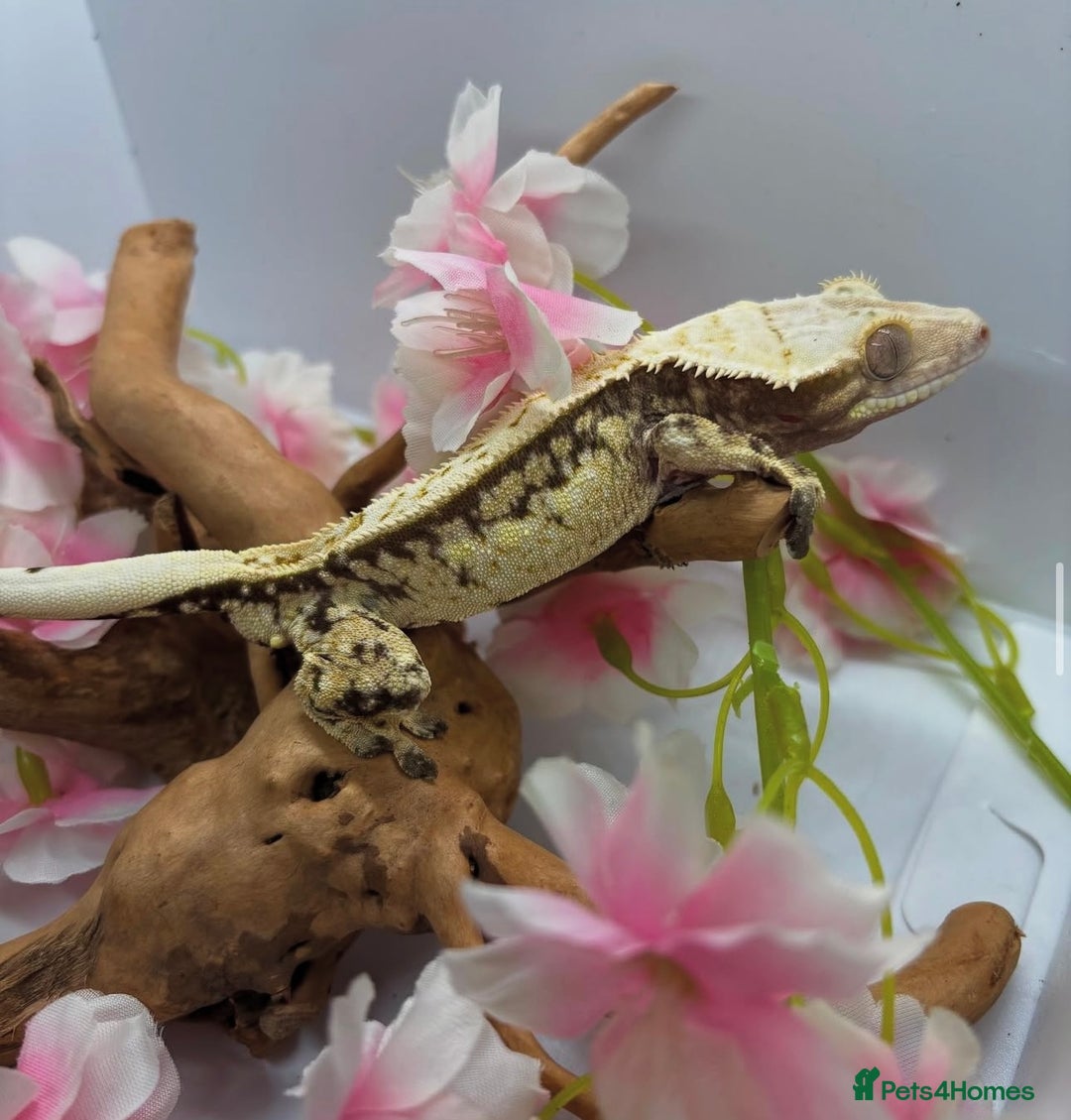 Gecko reptiles for sale: Male crested gecko🦎 - Advert 2