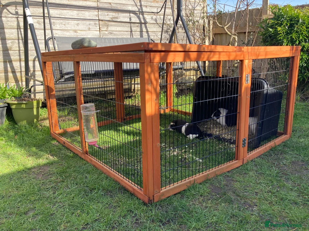 Guinea Pig rodents for sale: 3 Female bonded guinea pigs and set up, hutch etc. - Advert 3