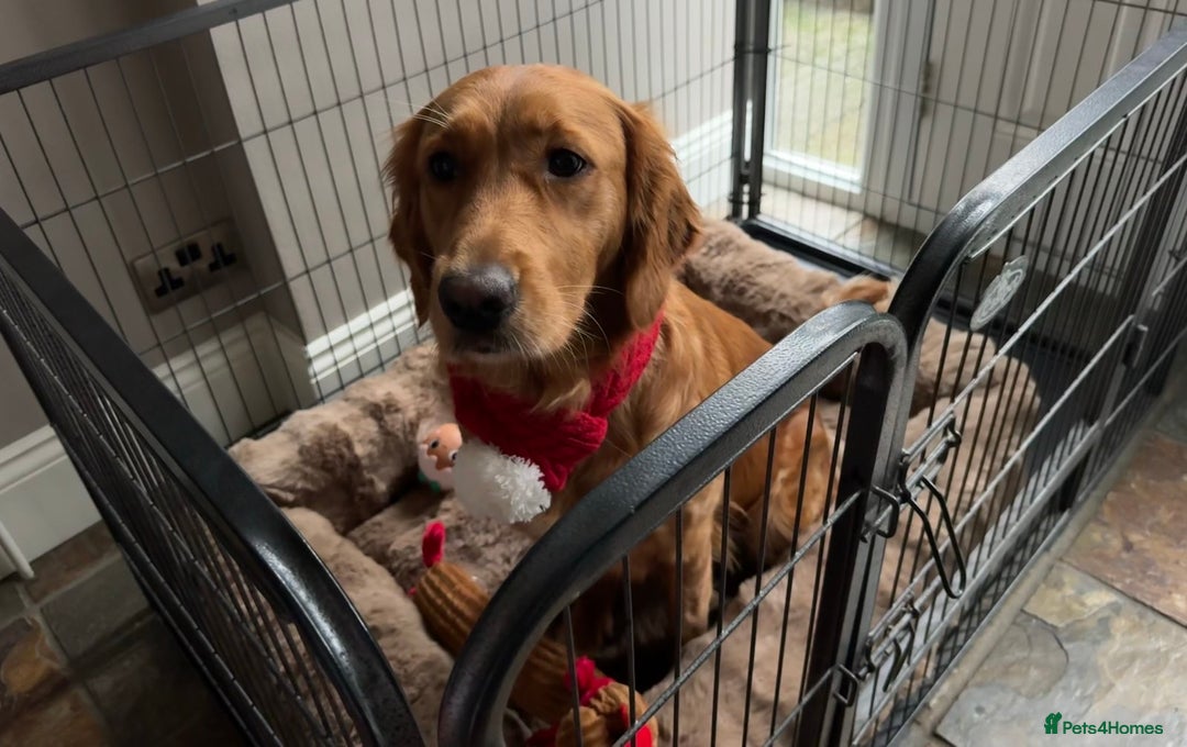 Golden Retriever dogs for sale: Golden retriever puppies  - Advert 1