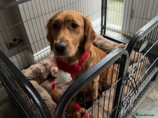 Golden Retriever dogs Golden retriever puppies - Advert 15