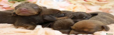 CHOCOLATE AND TAN FEMALE