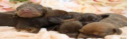 Miniature Dachshund dogs for sale: KC Miniature Dachshund Puppies - Advert 12
