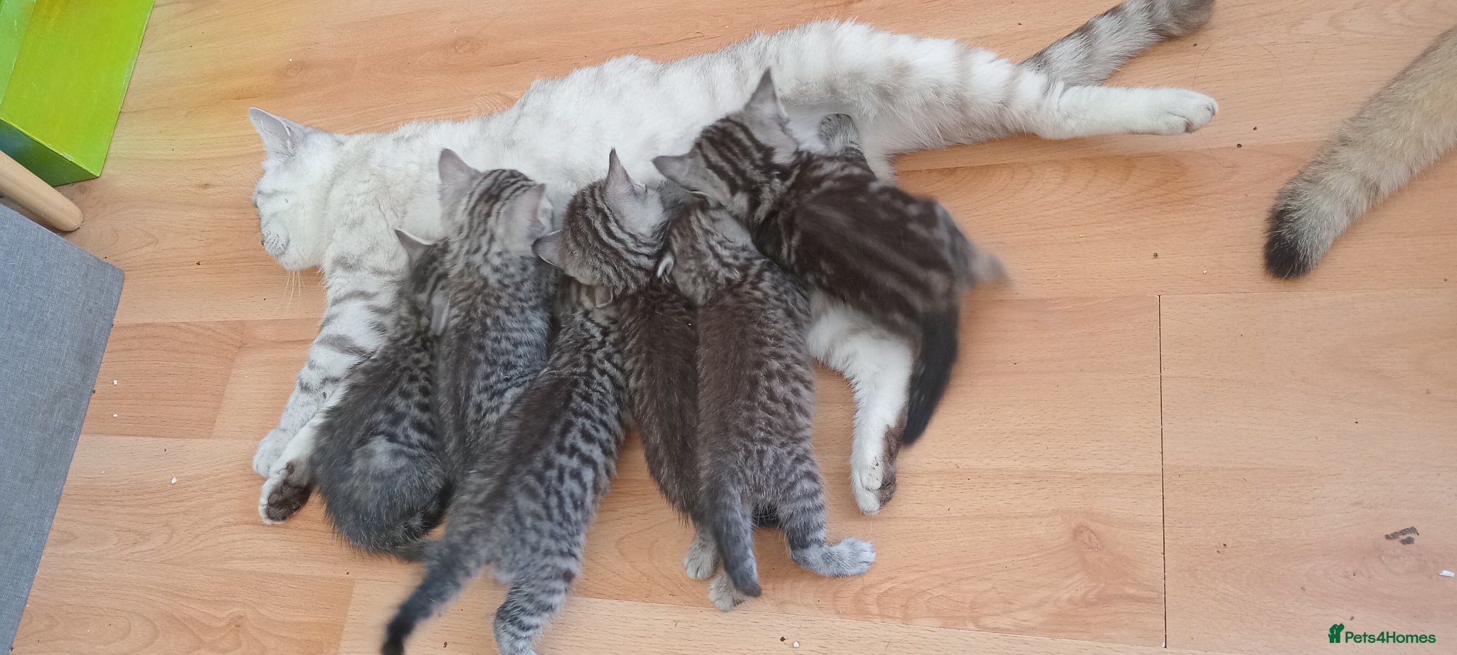 British Shorthair cats British Shorthair 4 boys and 2 girls - Advert 1