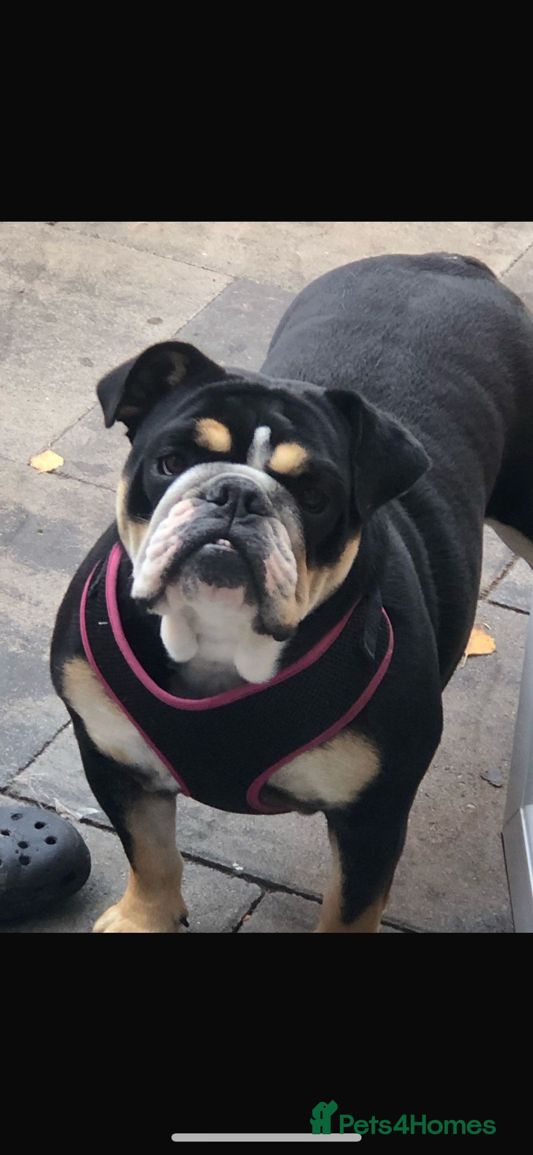 English Bulldog dogs for sale: KC English bulldog  - Advert 1