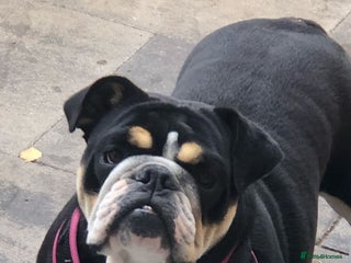 English Bulldog dogs KC English bulldog - Advert 1